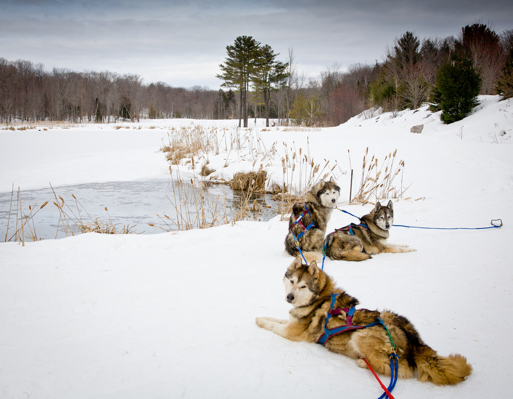 Sled Dogs Photography Art | Robert Leaper Photography