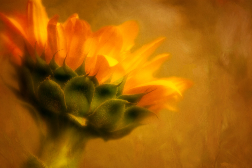 Sunny Vibes Sunflower Photographic Art Print