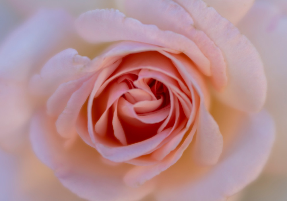 Blushing Rose Fine Art Photographic Print