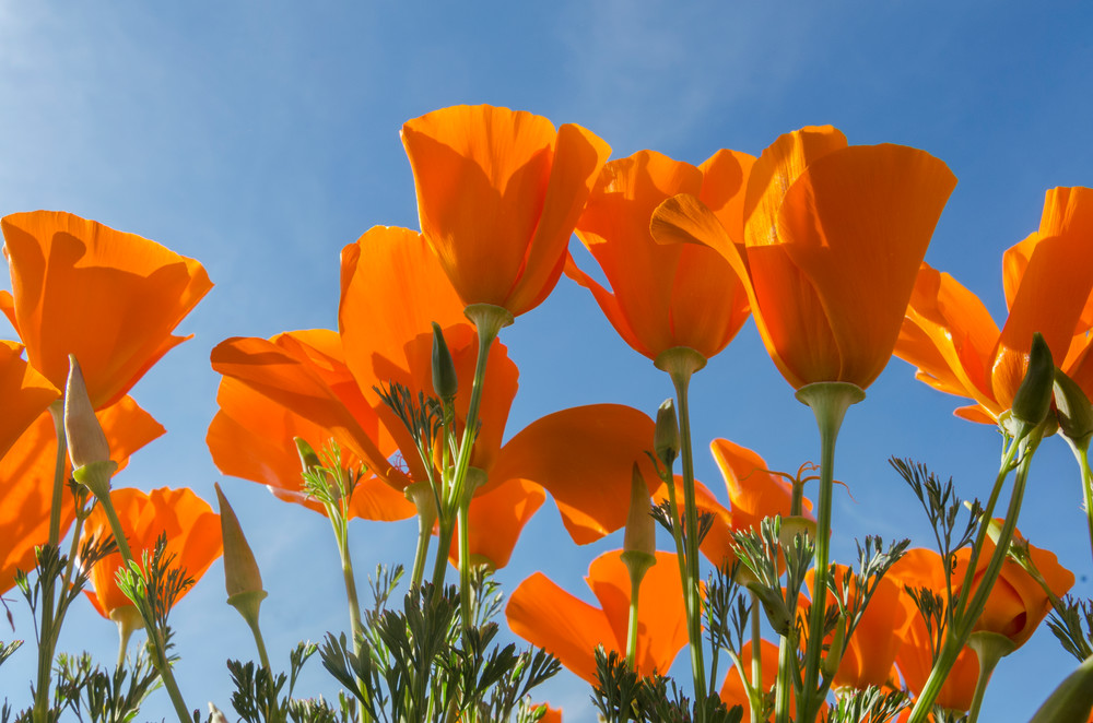 California poppies near the Antelope Valley California Poppy Reserve.  March.