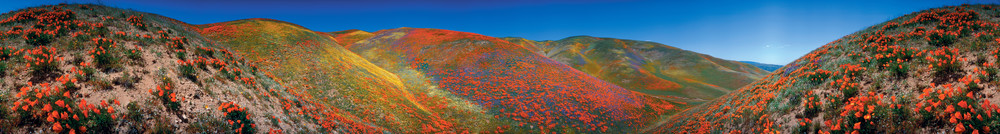 Poppies. 360 degree panorama photographed with a 35 mm Globuscope camera. Fuji Velvia Film.