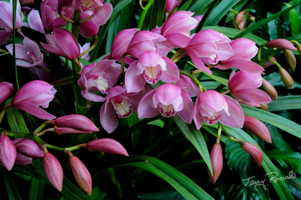Beautiful Flowers, Longwood Gardens, Photo by Terry Rosiak