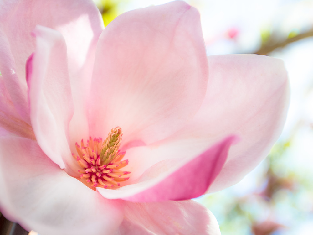 Pink Magnolia Photography Art | Bird In Paradise