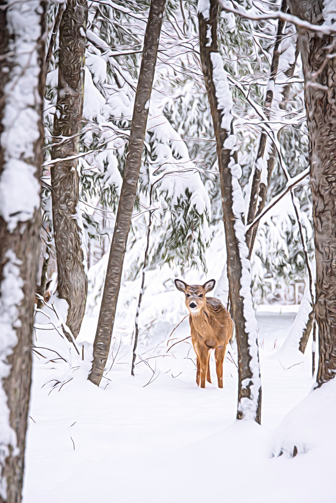 Good Morning Deer   West Virginia Photography Art | Pam Phillips Photography