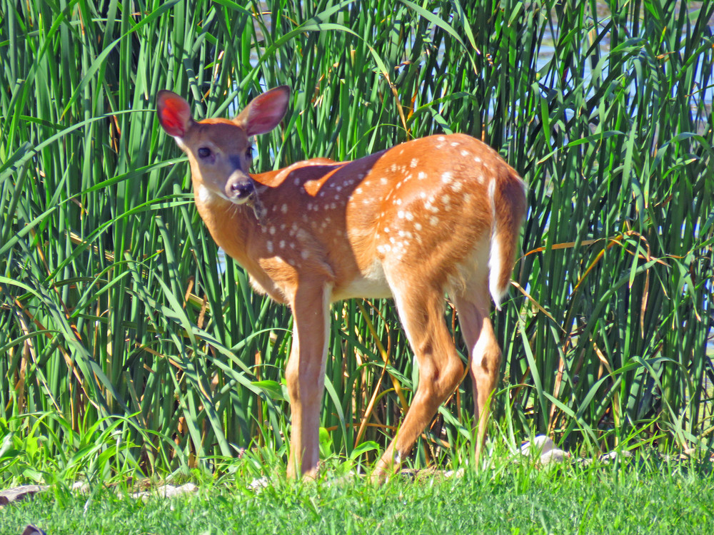 Bambi Photography Art | Lake LIfe Images