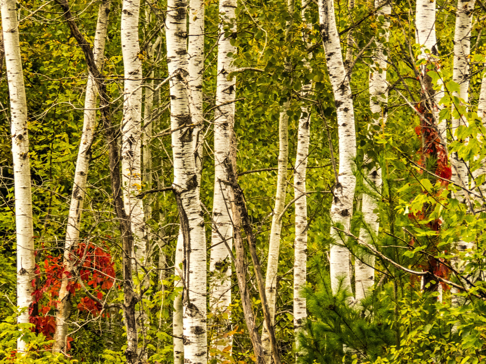 Fall Birch Trees Photography Art | Lake LIfe Images
