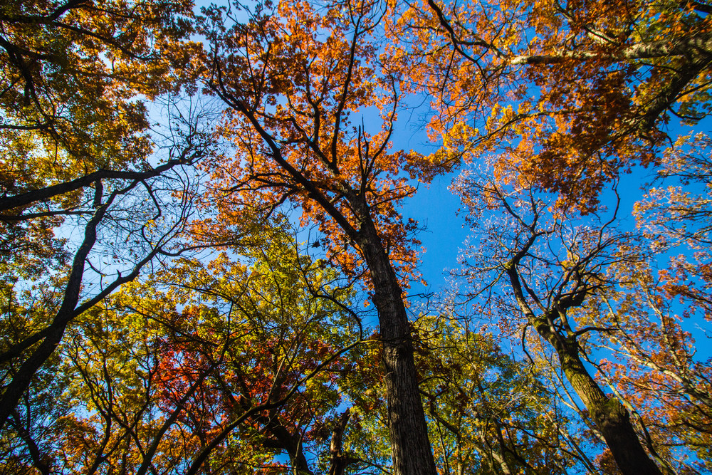 Fall Colors Overhead Photography Art | Lake LIfe Images