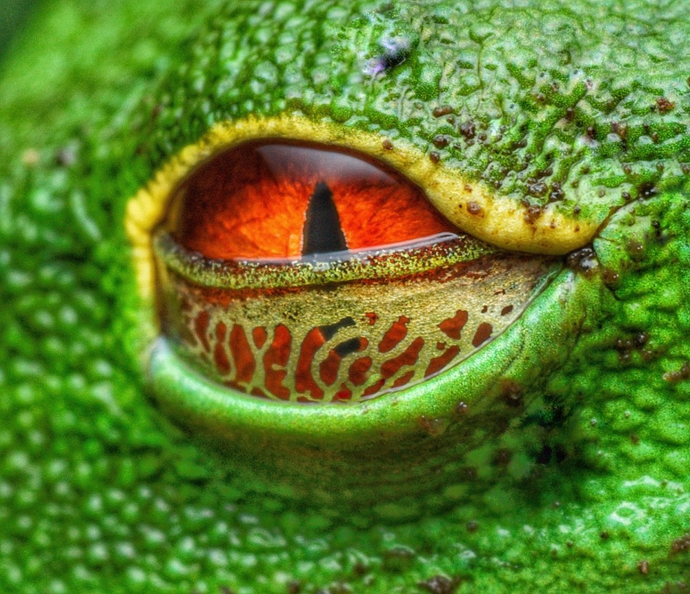 Frog Eye Art | Danny Johananoff
