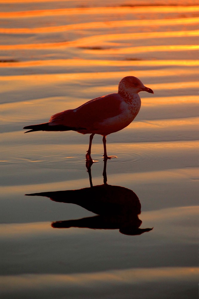 photo of a seagull silhouetted against reflected sunset colors