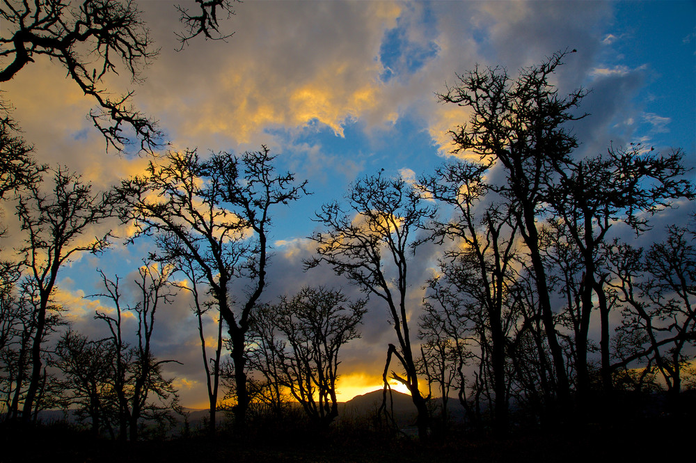 Dramatic Sky Through The Trees Art | Shaun McGrath Photography