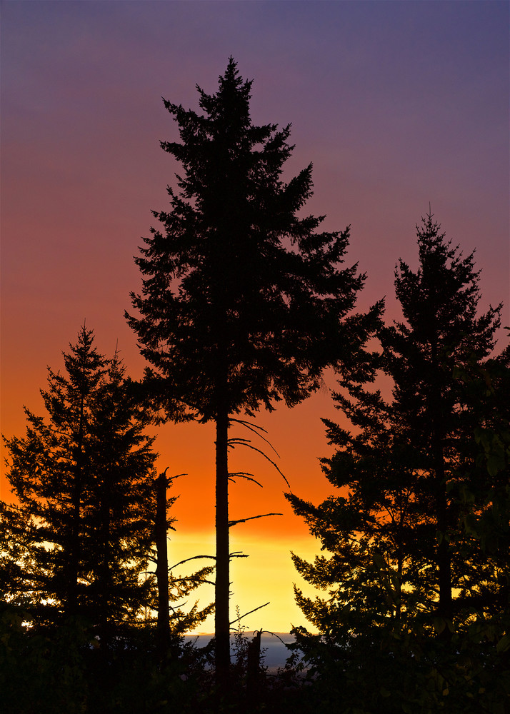 Three Tree Sunset Art | Shaun McGrath Photography