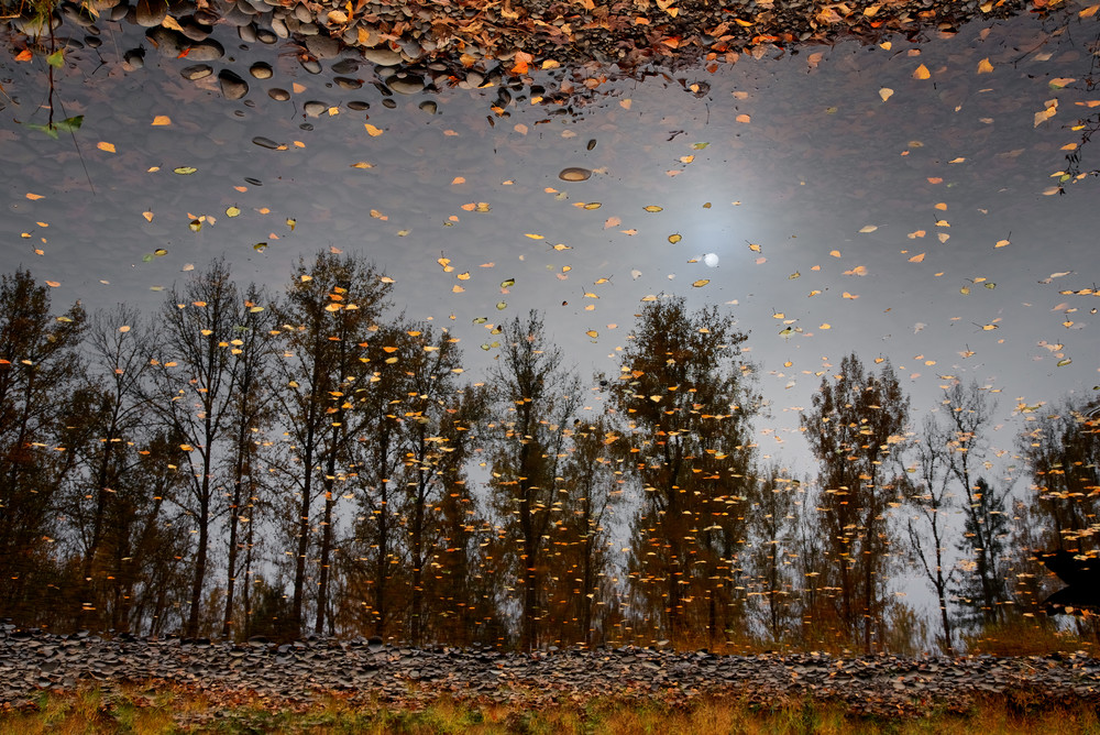 Reflected Trees At Clearwater Park Art | Shaun McGrath Photography