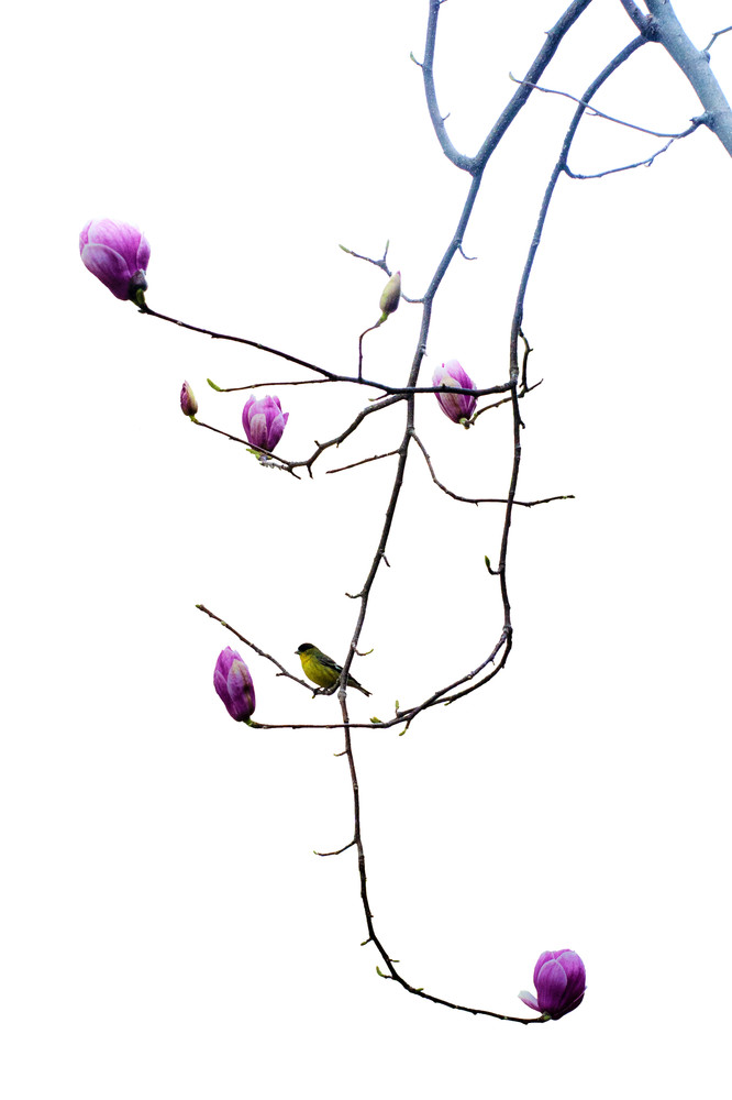 Goldfinch And Magnolia Art | Inviting Light Photography®