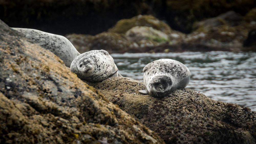 S00 A4273 Photography Art | Captured Adventure Photography