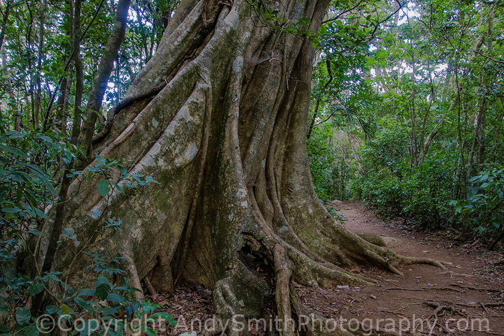 fine art photograph of trail in Children's Eternal Rainforest
