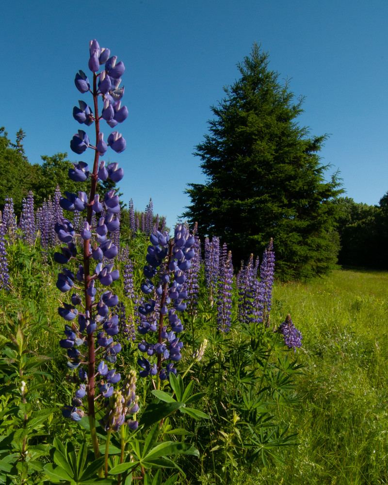 Lupines Photography Art | Monteux Gallery