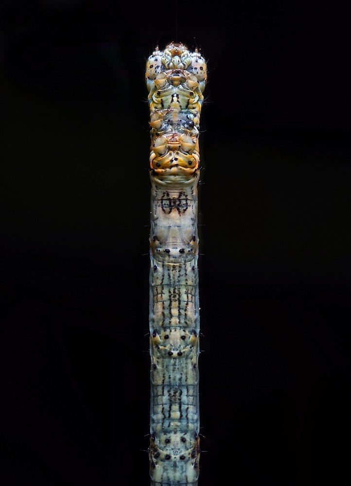 Totem Macro Artwork | Danny Johananoff