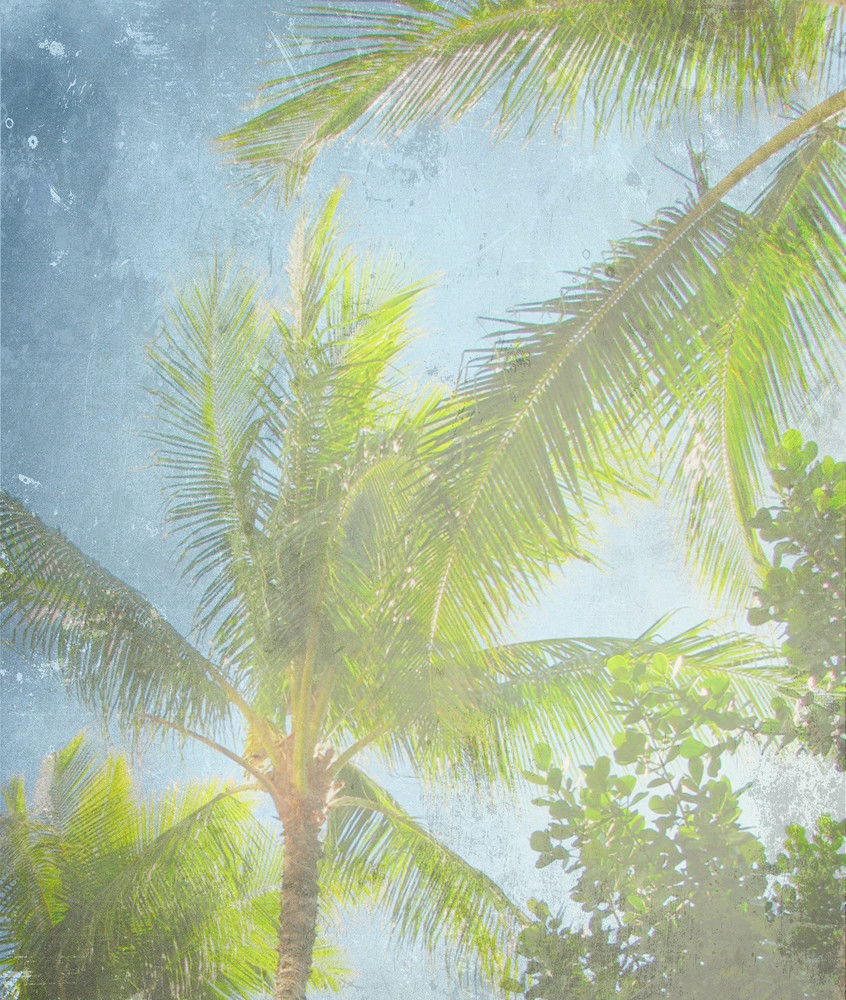 Palm Saky