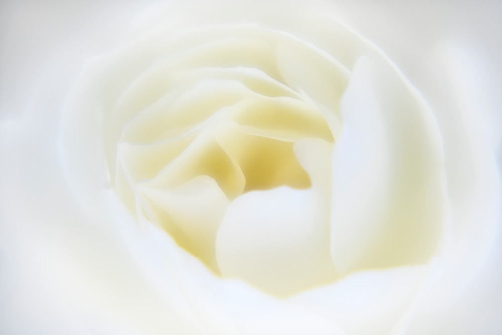 A Rose for Rudi Pure White Rose