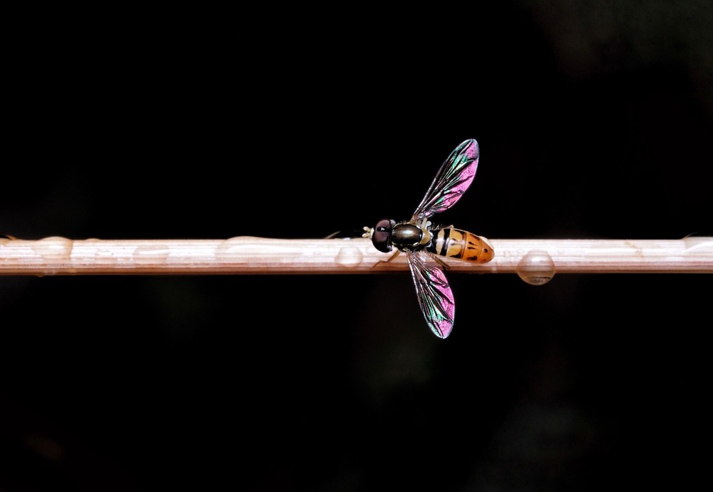 Stick Fly Art | Danny Johananoff