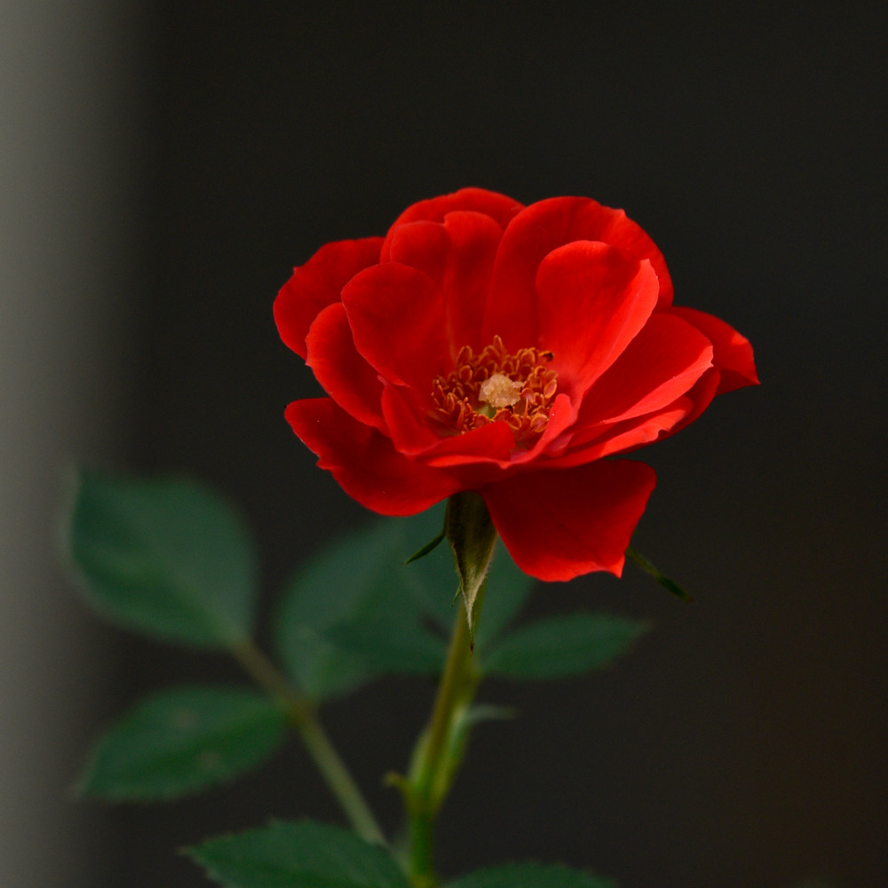 Rose In The Dark Photography Art | Don Kerner Photography