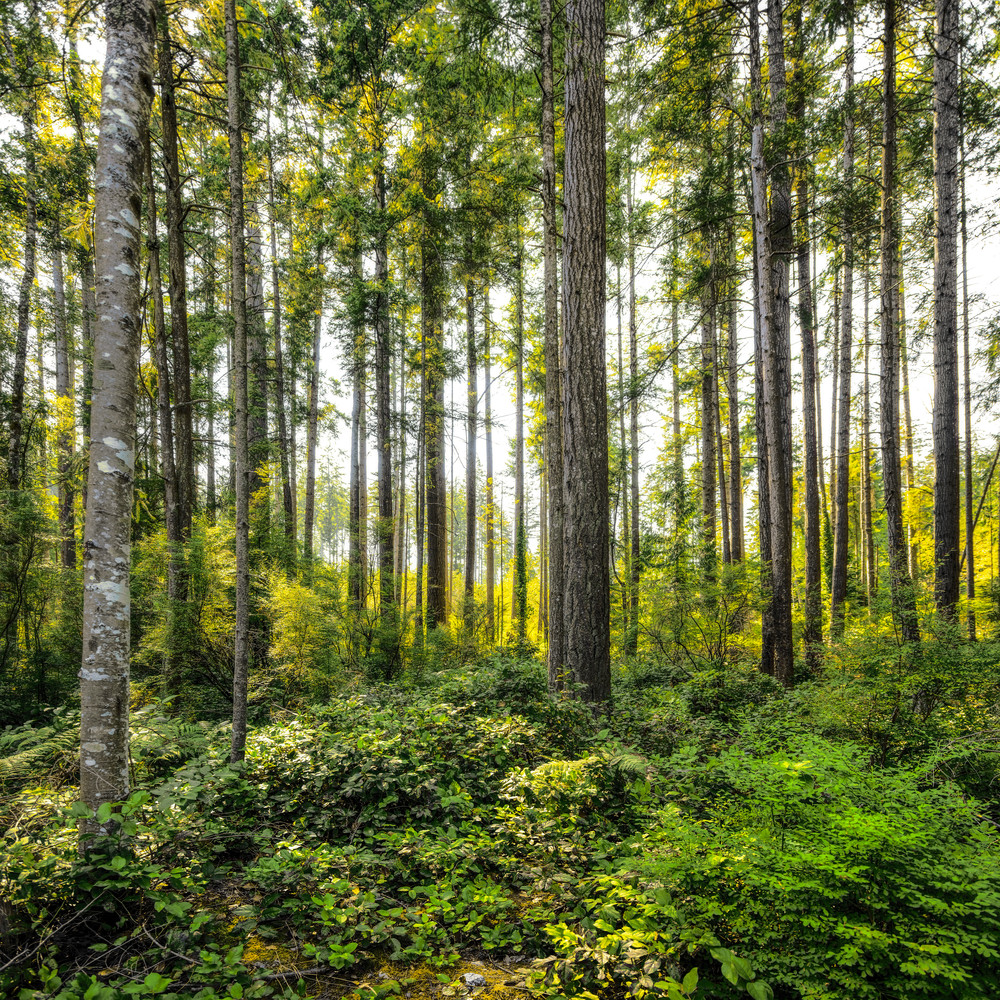 Powell River Forest Art | James Alfred Friesen