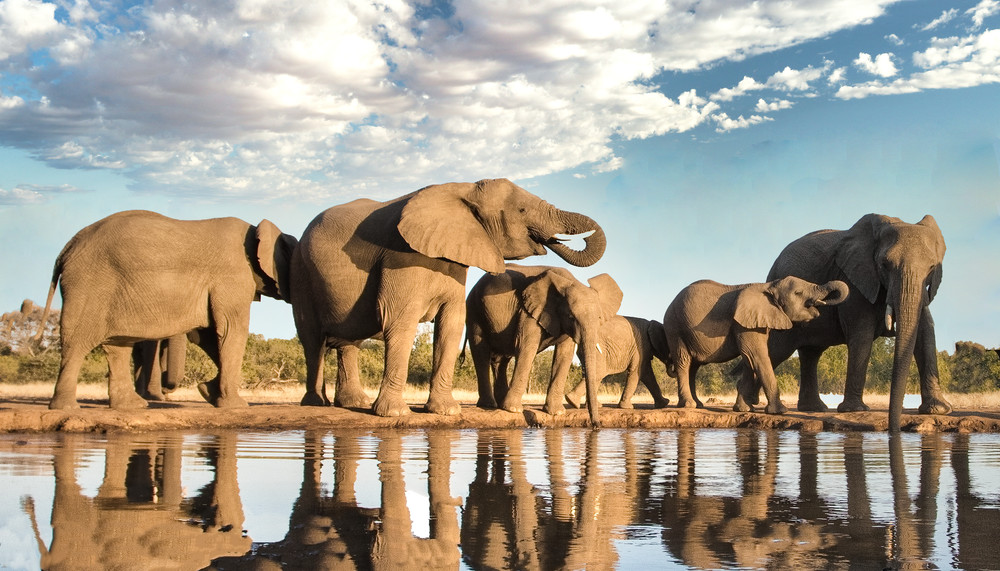 Elephants At A Botswana Waterhole  Art | URSUS NATURE PHOTOGRAPHY