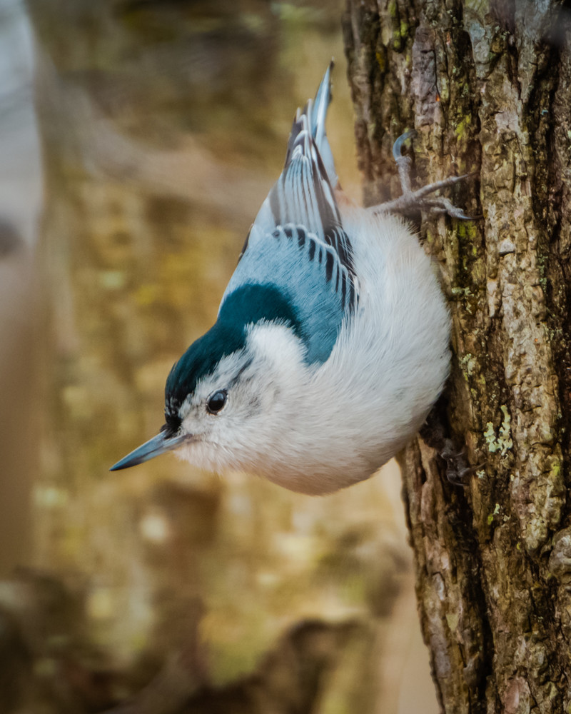 White Breasted Nuthatch Photography Art | Monteux Gallery