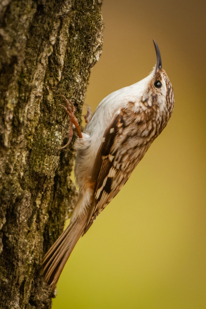 Brown Creeper Photography Art | Monteux Gallery