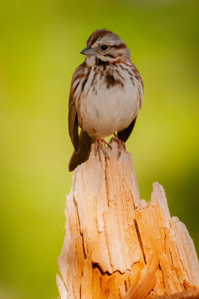 Song Sparrow Photography Art | Monteux Gallery
