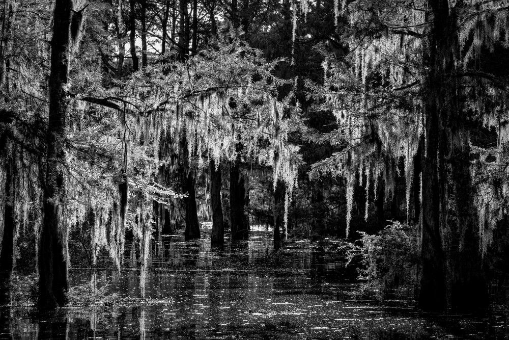 Into the Garden of Light and Darkness - Louisiana swamp photography prints