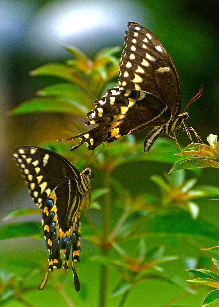 Swallowtail Pair Photography Art | Don Kerner Photography