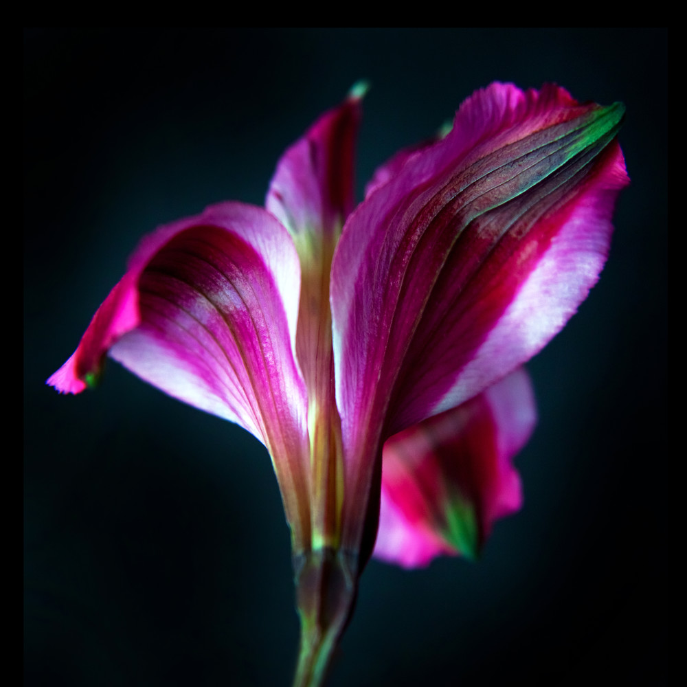 Botanical 1 Photography Art | MPF Gallery