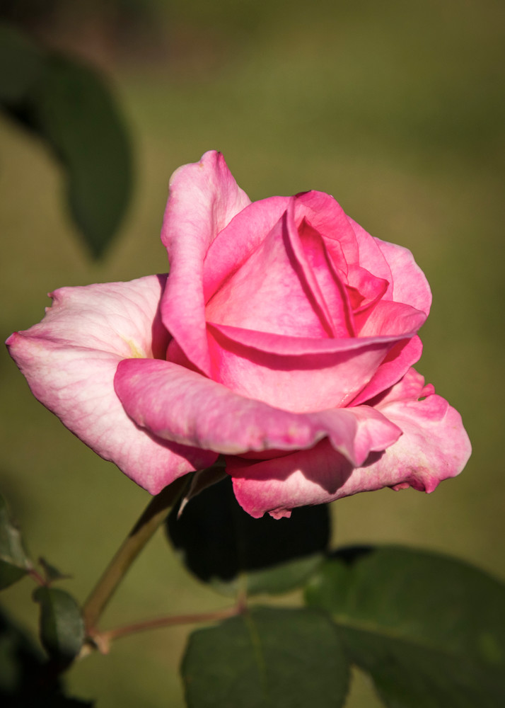 Rosa Italiana Photography Art | Captured Adventure Photography