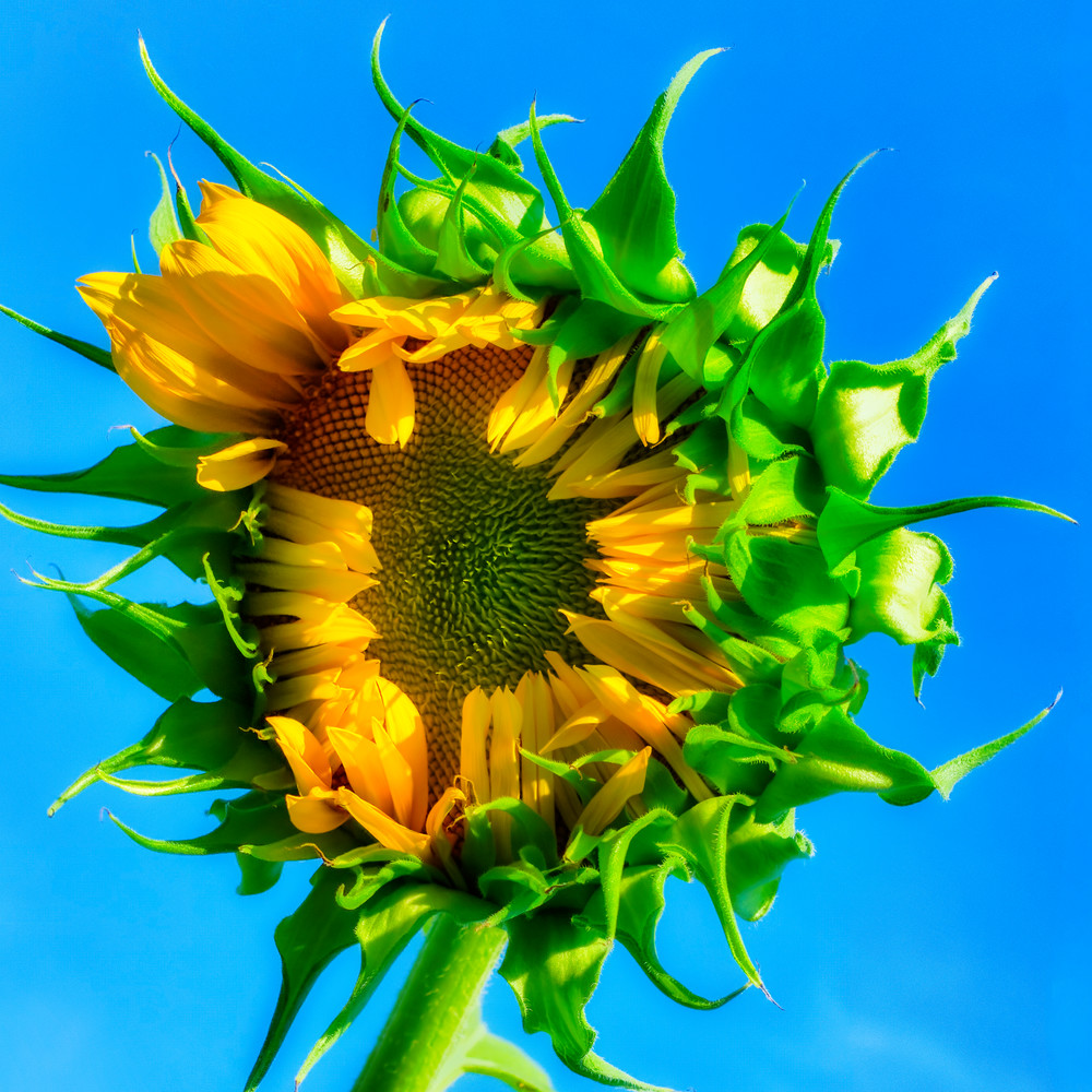 Sunflower Series06 Art | Mark Steele Photography Inc