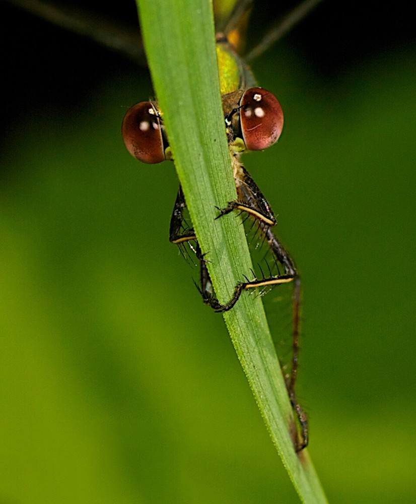 Peeping Dragon Fly Art | Danny Johananoff