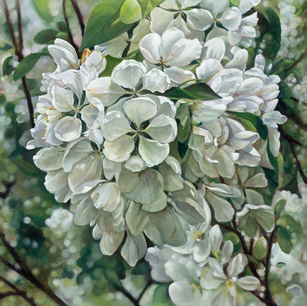 White Apple Blossoms Art | chrisabigtart