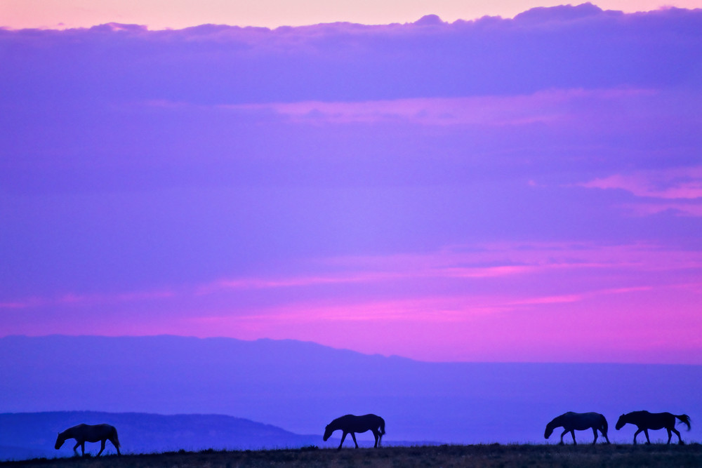 Wild horses walking ridgeline at sunset.  Montana.  Summer.