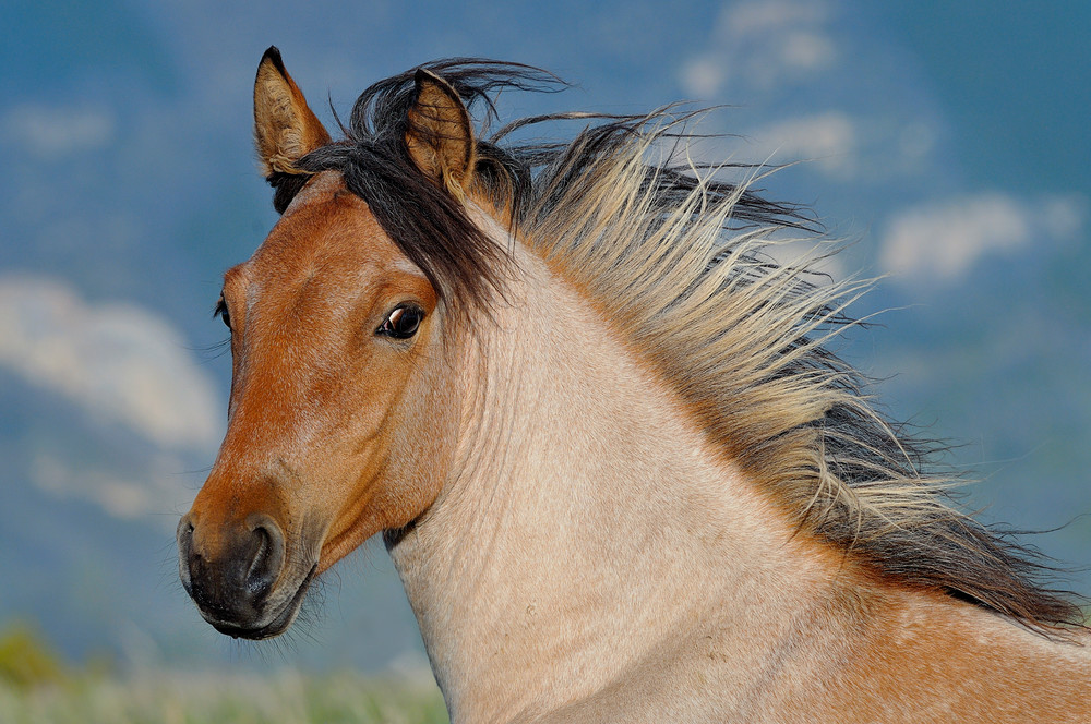 Wild Horse--spirit of freedom