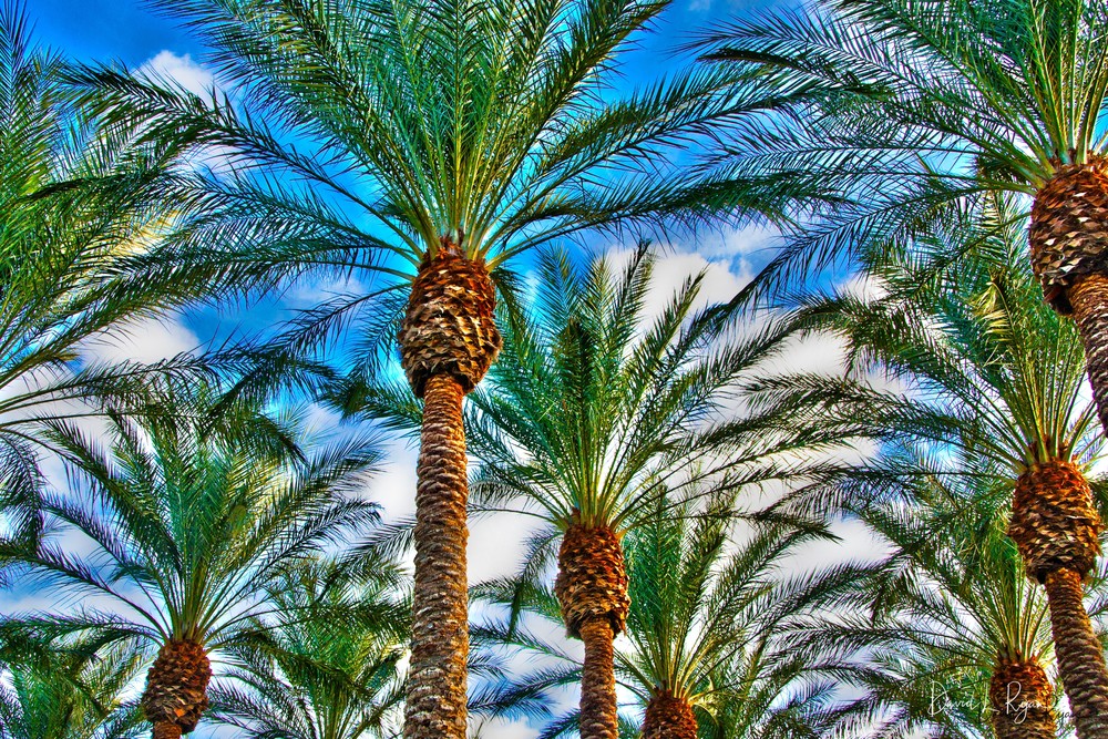 Las Vegas Palms