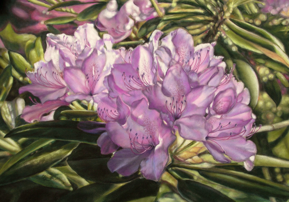 Rhododendrons  Art | chrisabigtart
