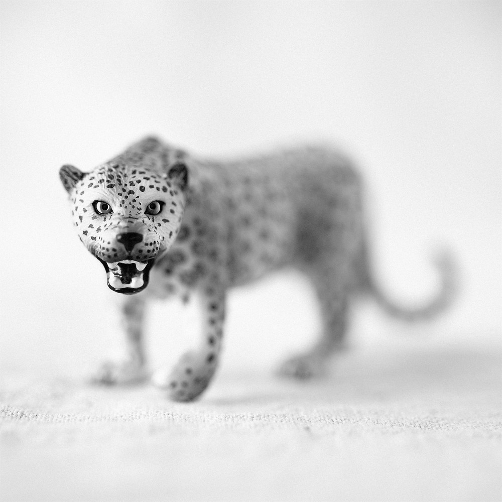 Leopard Photography Art | Roman Coia Photographer
