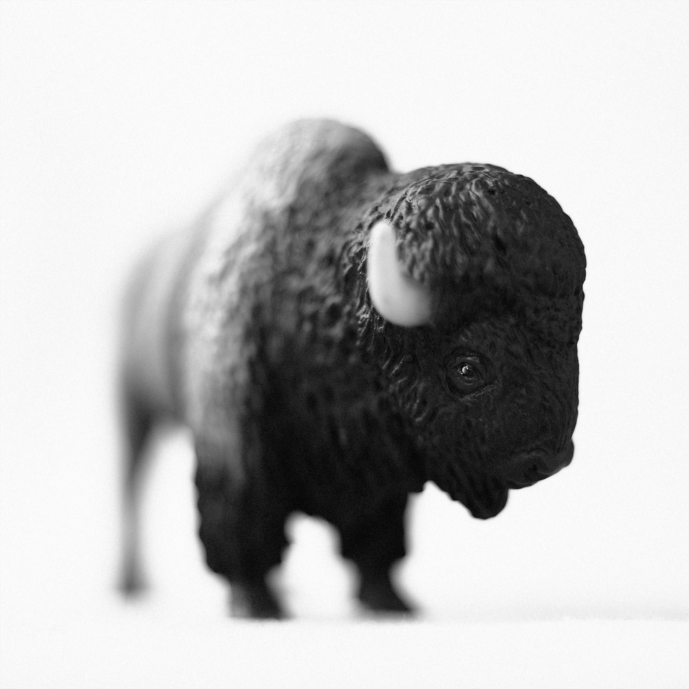 American Buffalo Photography Art | Roman Coia Photographer American Buffalo Photography Art | Roman Coia Photographer