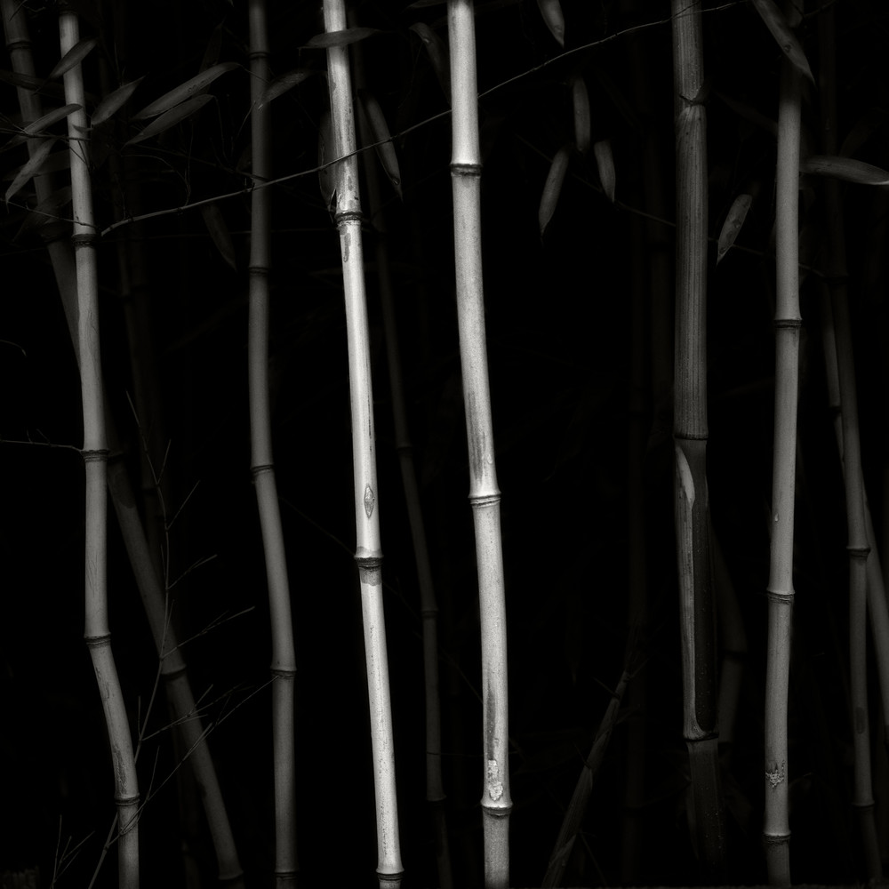 Bamboo Photography Art | Roman Coia Photographer