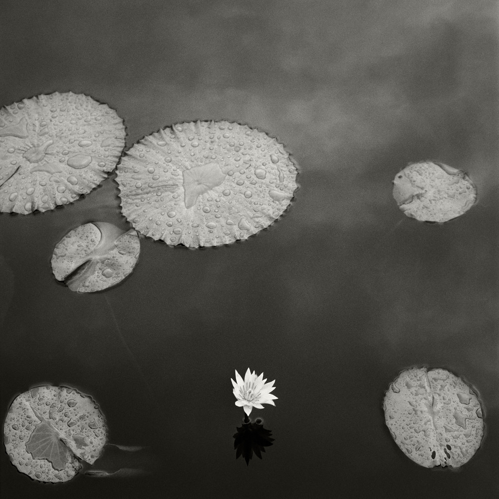 Lily Pad I Photography Art | Roman Coia Photographer
