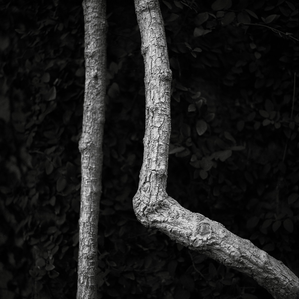 Bougainvillea Stalk Photography Art | Roman Coia Photographer