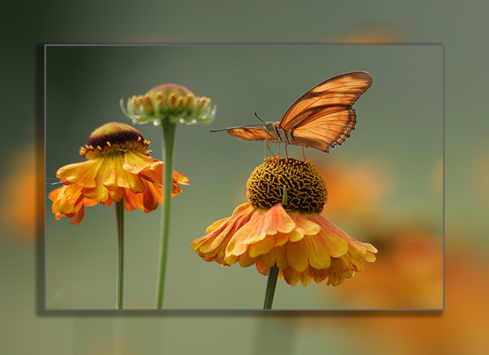 Butterfly Julia H 3D Photography Art | Whispering Impressions Butterfly Julia H 3D Photography Art | Whispering Impressions