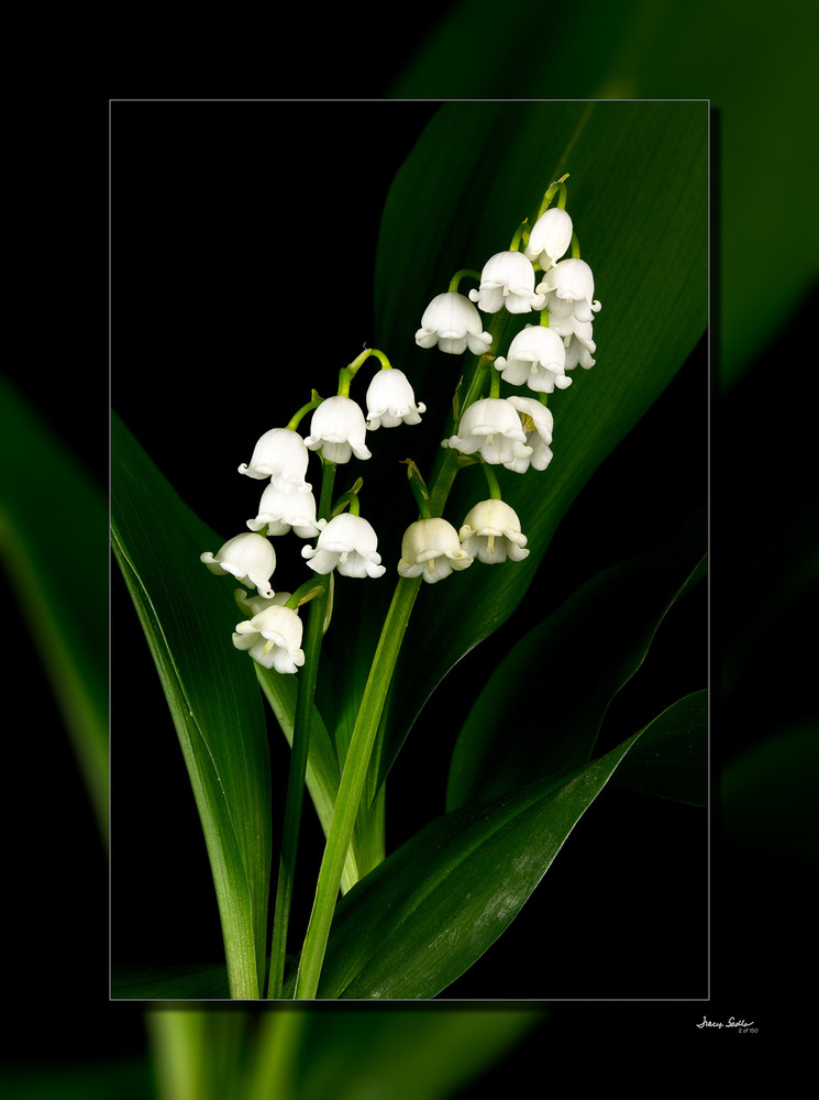 Lilly Of The Valley V 3D Art | Whispering Impressions