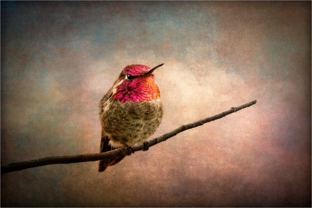 Hummingbird Photography Art | Doug Landreth Photography