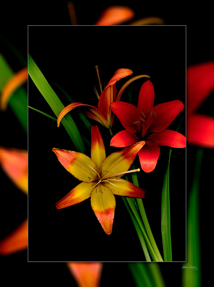 Lilly Red Yellow 3D Art | Whispering Impressions